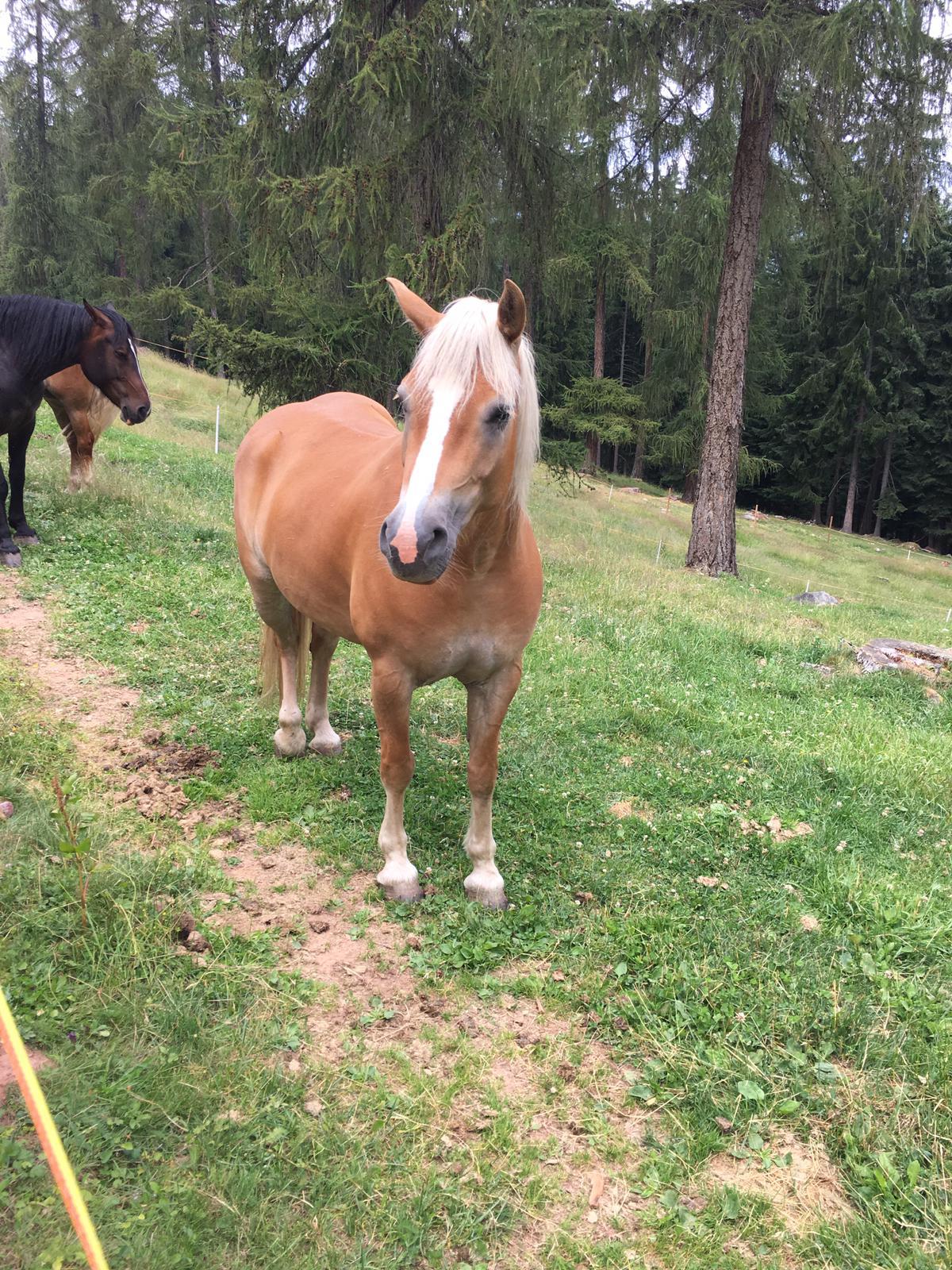 Pferd_Suedtirol.JPG