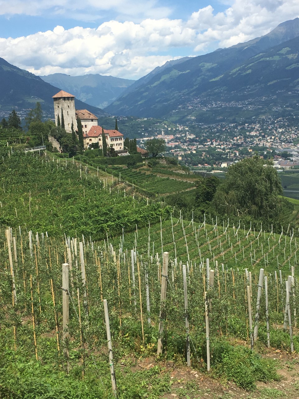 Weinberg_Suedtirol.jpg