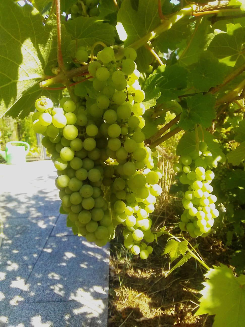 Weinrebe_2_Suedtirol.JPG
